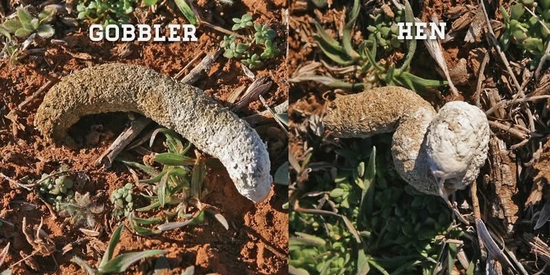 Wild Turkey scat from male and female by Great Plains Nature Center; permission required for use.